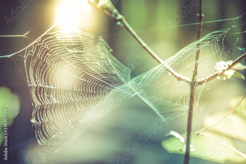 Wallpaper Mural white spider web in the light of the setting sun against the background of the forest Torontodigital.ca