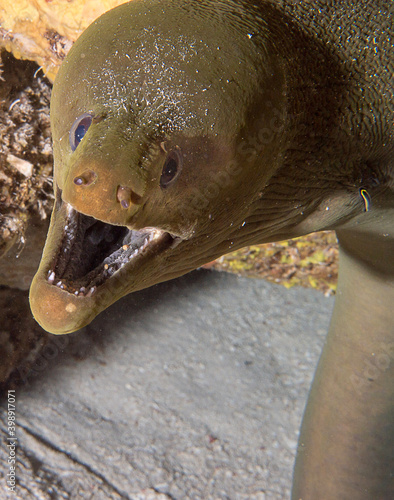 Moray Eel portrait