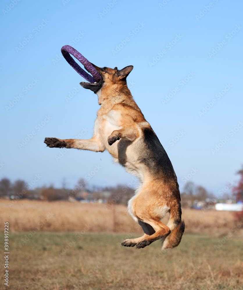 Active games with dog in fresh air in Park, German shepherd working breeding in good shape. German shepherd black and red color jumps and catches toy blue puller with teeth. Active games with dog in fresh air in Park, German shepherd working breeding in good shape. German shepherd black and red color jumps and catches toy blue puller with teeth.