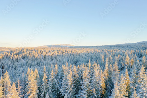 Peaceful snowy forest covered by the early morning sunlight