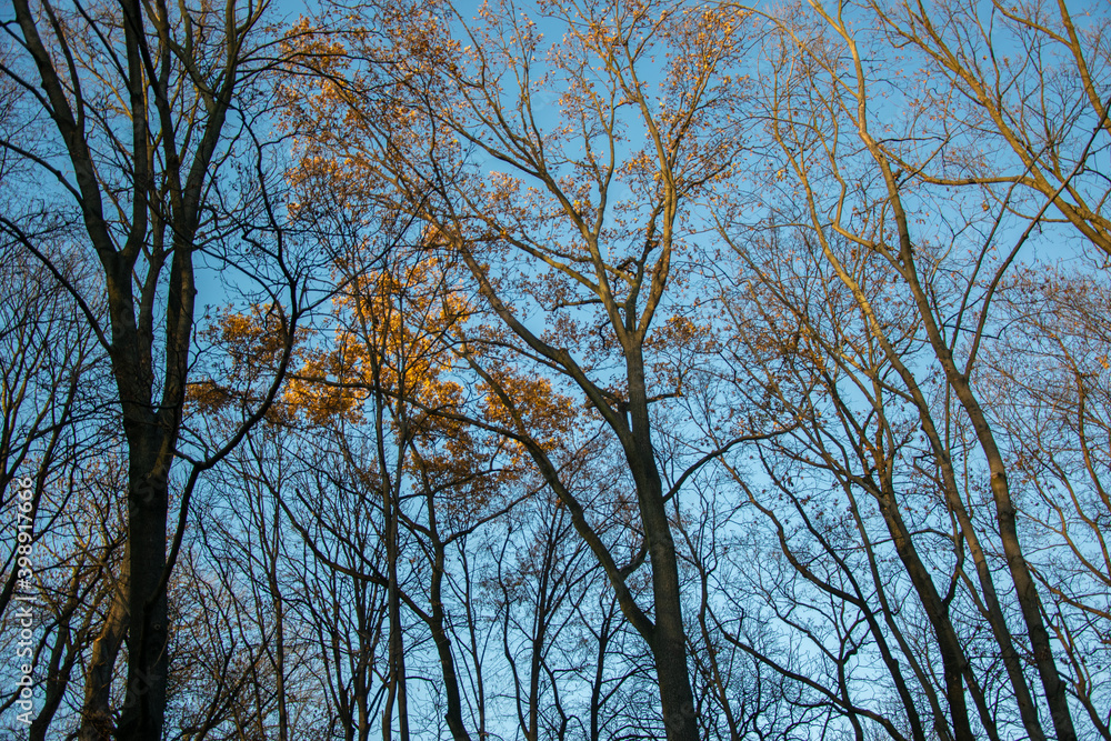 Treetops with last yellow and orange leaves illuminated by the fading sun Treetops with last yellow and orange leaves illuminated by the fading sun