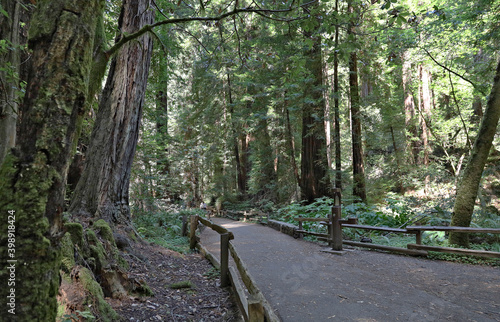 Scenes from Muir Woods State Park  in California.