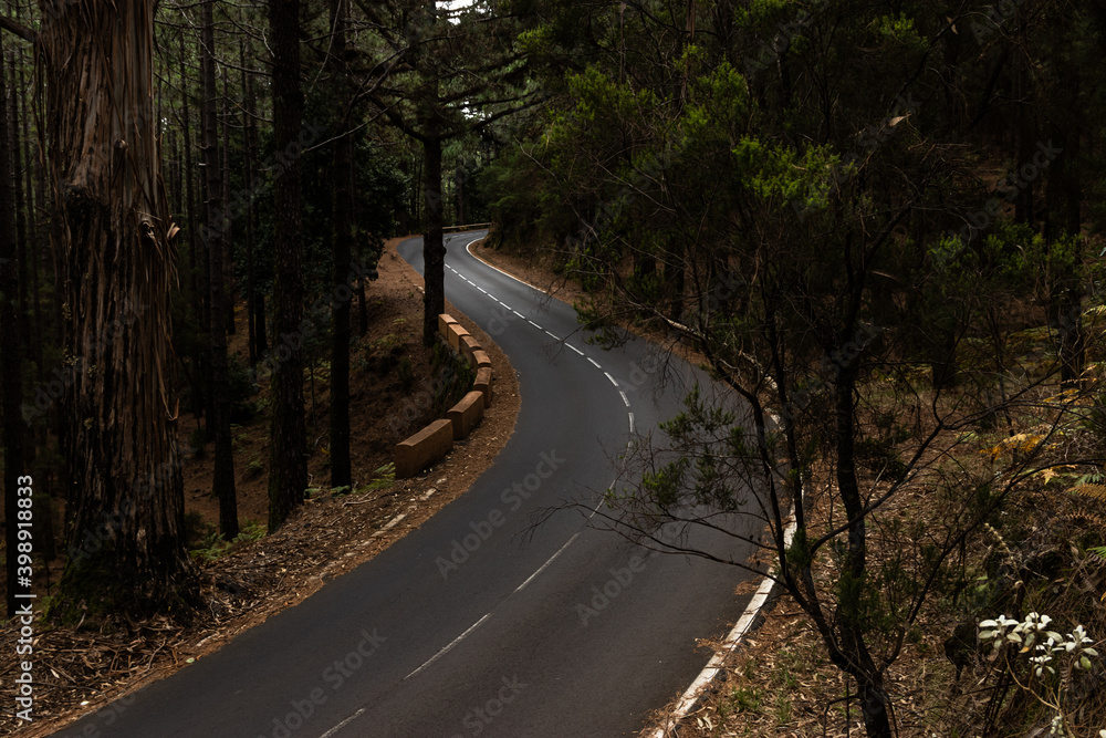 Naklejka premium Empty road going through the forest, Tenerife