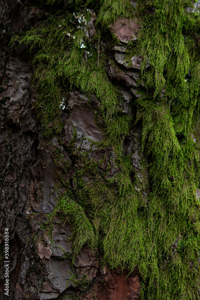 Tree's bark covered in green moss
