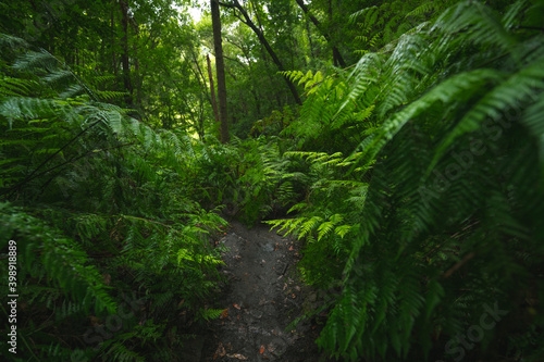 dirt road surrounded by tall ferns