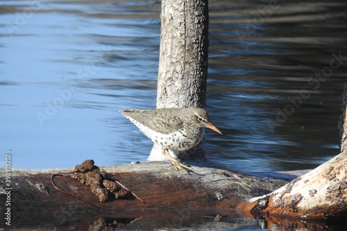 Spotted sandpiper, making his way across a fallen tree, nestled in the waters of Jenks Lake, San Bernardino Mountains, California. photo