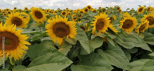 Field of blooming sunflowers. Beautiful yellow large flowers with a dark middle. Agricultural concept. Large green leaves with yellow pollen fallen on them. Landscape or panorama photo