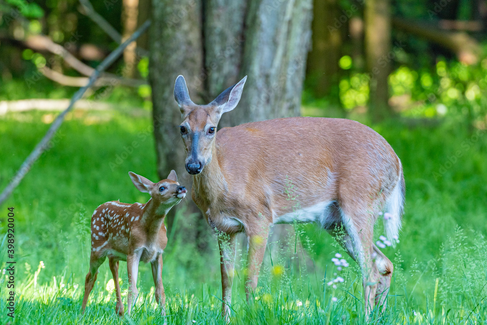 Fototapeta premium Baby white tail deer fawn standing in field near forest near doe 
