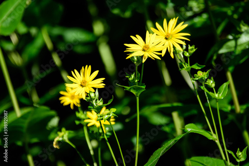 Group of small green flowers of artichoke in an organic garden in a sunny summer day  beautiful outdoor monochrome background photographed with soft focus.