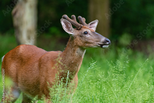 Young male buck deer with short antlers standing in forest