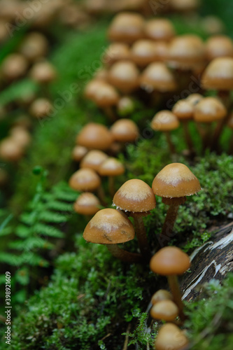 Mushrooms in the spring forest against the background of a tree covered with moss and growing ferns.