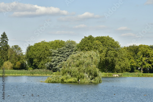 Végétation dense et luxuriant en été autour d'un des étangs au parc de Tervuren à l'est de Bruxelles