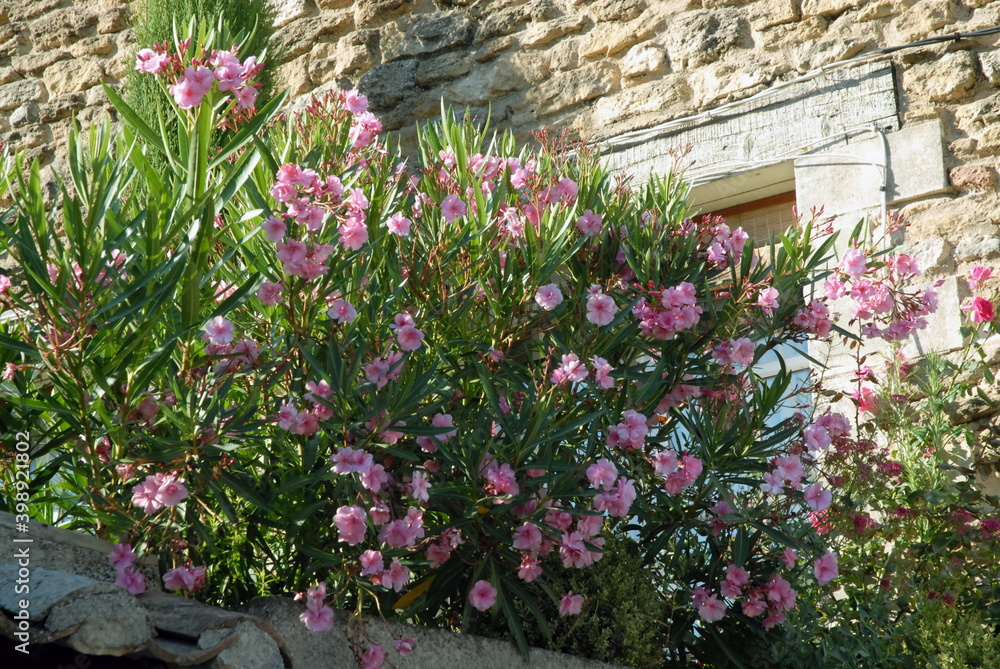Ville d'Oppède-le-vieux, lauriers roses, département du Vaucluse, Luberon, France