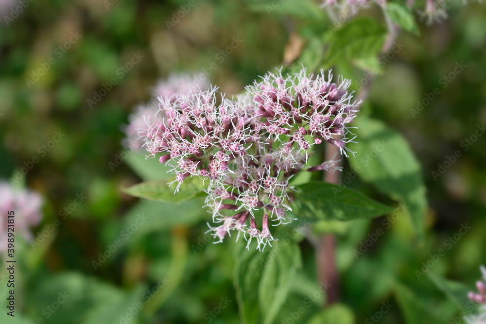Fototapeta premium Hemp agrimony