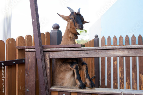 Brown goat kid eating cabbage leaves on a farm in a stall or paddock behind a fence.