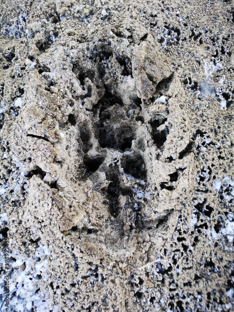Naklejka premium Fußabdruck Spur gefroren Hund Wolf