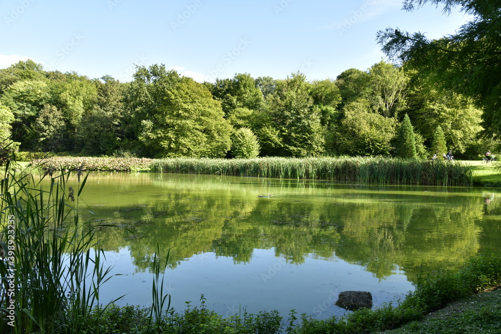 La végétation sauvage autour d'un des étangs à l'arrière parc de Tervuren à l'est de Bruxelles La végétation sauvage autour d'un des étangs à l'arrière parc de Tervuren à l'est de Bruxelles
