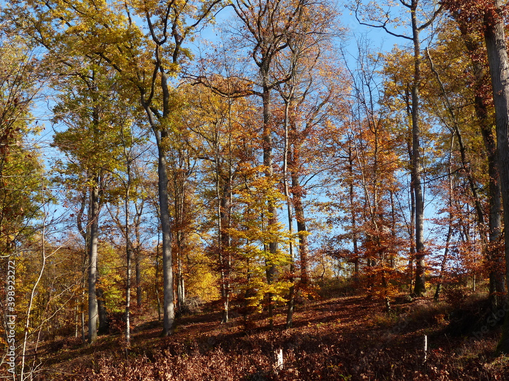 Fototapeta premium autumn in the forest
