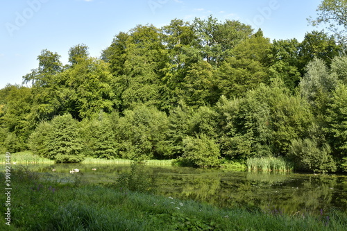 La végétation sauvage autour d'un des étangs à l'arrière parc de Tervuren à l'est de Bruxelles