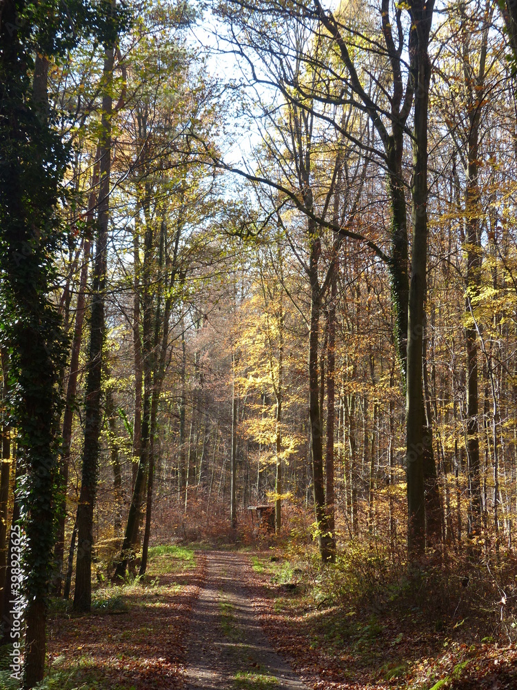 Fototapeta premium path in autumn forest