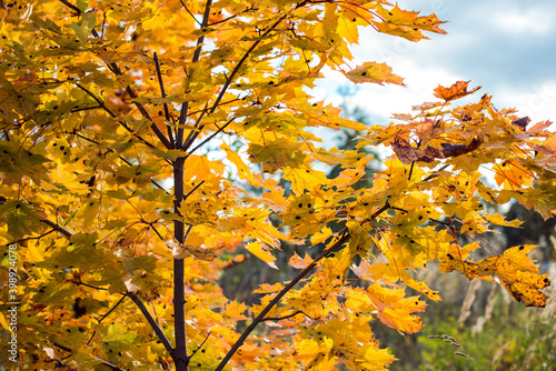 Fototapeta Naklejka Na Ścianę i Meble -  bright yellow leaves trees in autumn forest, cold season