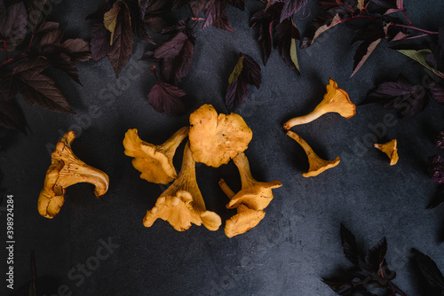 Photography Chanterelle during nordic autumn