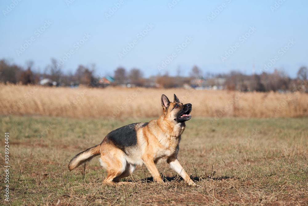 Charming obedient thoroughbred dog looks carefully and gets ready to play and run. German shepherd black and red color with brown eyes and pink tongue looks up intently and waits to jump.