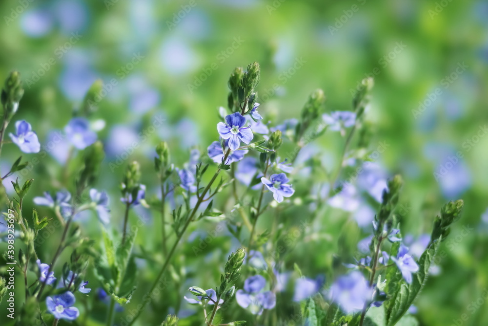 Background of blue meadow flowers of a speedwell (Veronica) in a natural environment in the summer day.