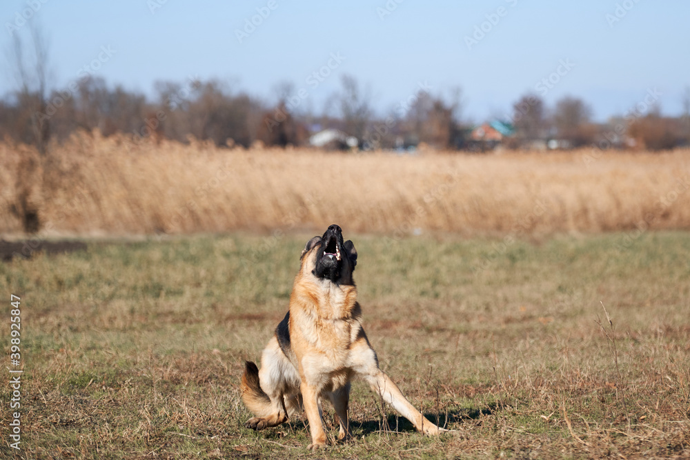 Charming obedient thoroughbred dog looks carefully and gets ready to play and run. German shepherd black and red color with brown eyes and pink tongue looks up intently and waits to jump.