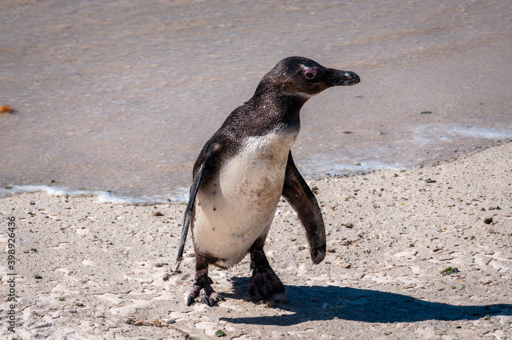 Isolated Cape penguin, aka African penguin (scientific name: Spheniscus