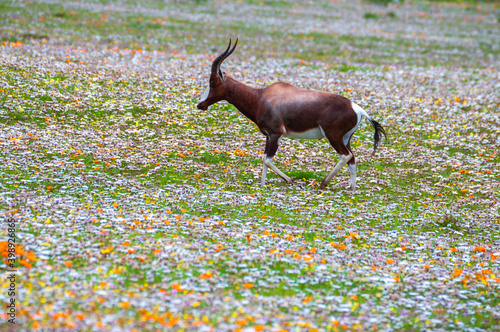 Dark brown with white legs Springbok (scientific name: Antidorcas marsupialis) running in a flower carpet of yellow, orange ad white daisies in the Namaqualand National Park, South Africa