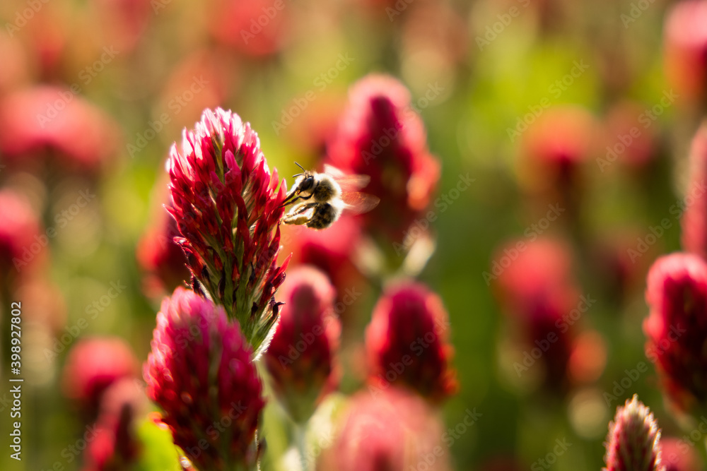 Trifolium incarnatum, known as crimson clover or Italian clover, is a