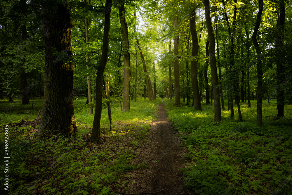 Forest path, leading among trees. Fresh green color of spring time. Everything blooming and fresh. Peaceful, quiet and relaxing atmosphere. Pure nature.