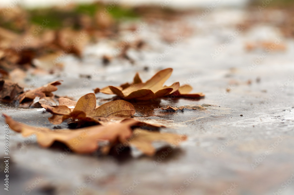 Fallen oak leaves on the road with ice Fallen oak leaves on the road with ice