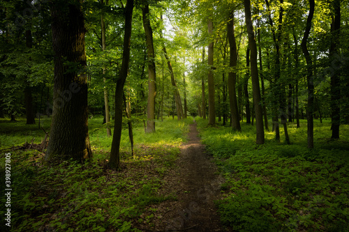 Forest path  leading among trees. Fresh green color of spring time. Everything blooming and fresh. Peaceful  quiet and relaxing atmosphere. Pure nature.