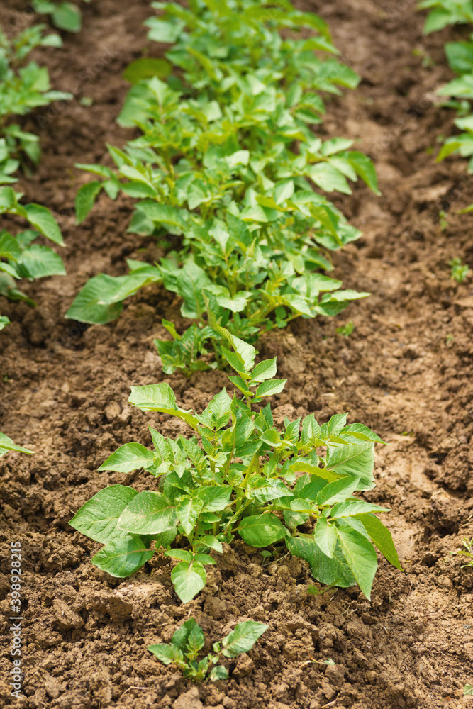 Green young potato plants in row growing in garden on brown soil. Close up. Organic farming, healthy food, BIO viands, back to nature concept. Green young potato plants in row growing in garden on brown soil. Close up. Organic farming, healthy food, BIO viands, back to nature concept.