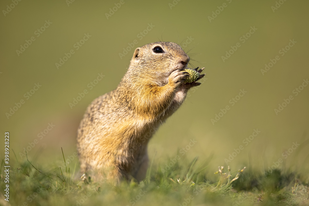 Fototapeta premium The European ground squirrel (Spermophilus citellus) is a species from the squirrel family, Sciuridae. Very funny, cheerful, curious and also endangered animal. Running and hiding on a meadow.