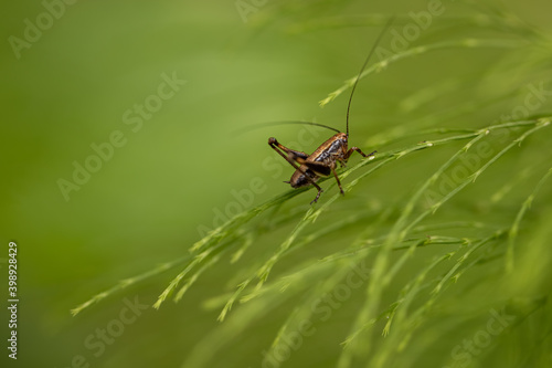 A single cricket resting on a blade of grass. Green background, fresh spring color. Insects in the family Tettigoniidae are commonly called katydids.