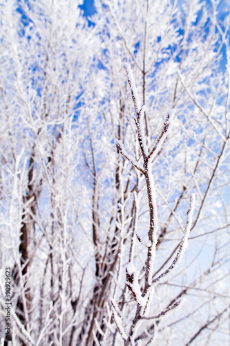 winter forest landscape background. frozen trees branch macro