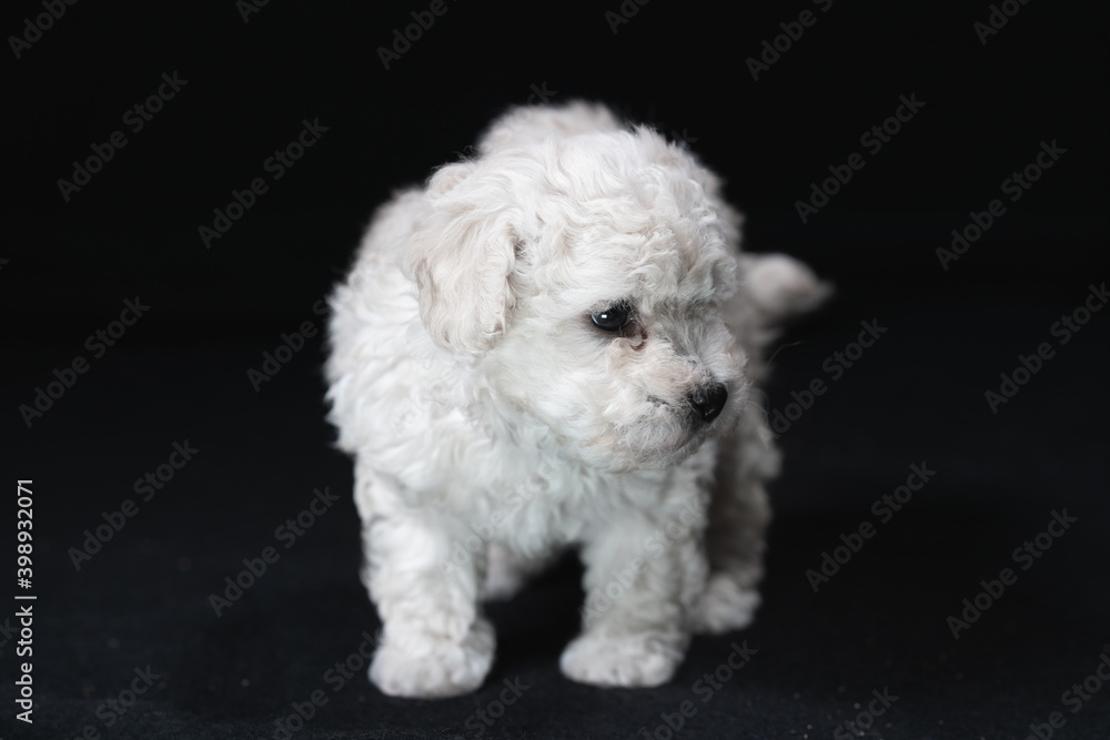 Obraz premium Russian Tsvetnaya Bolonka dogs in studio