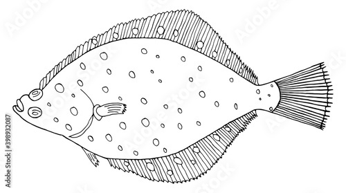 Flounder fish hand drawn. Black and white. Beautiful flatfish drawing on white background. Vector illustration.