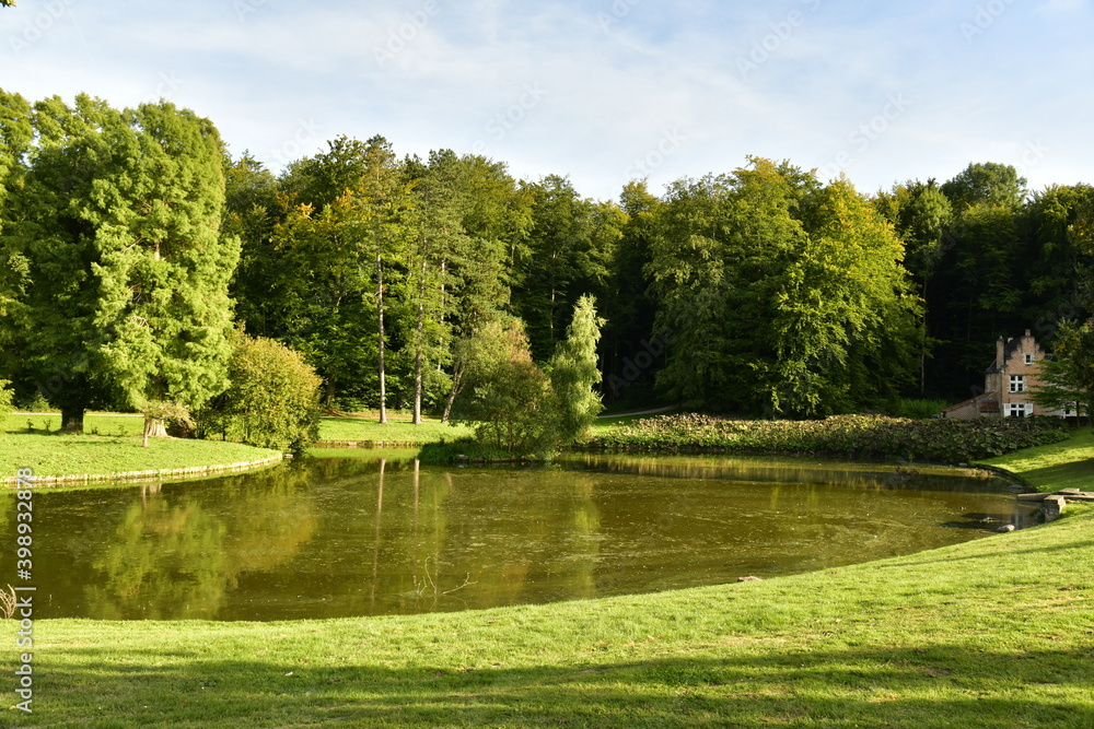 Reflet à l'un des étangs entouré d'un bois dense au parc de Tervuren à l'est de Bruxelles