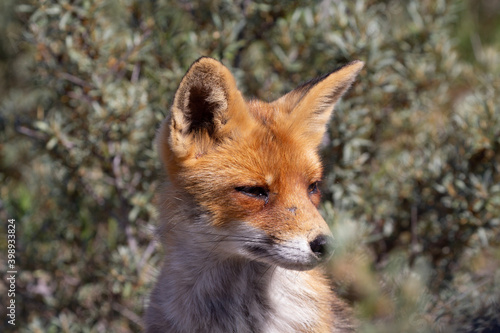 red fox vulpes © Willem
