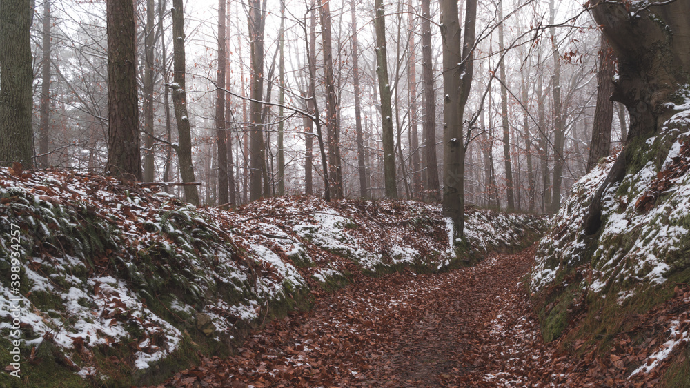 Tajemnicza leśna droga we mgle zimą - obrazy, fototapety, plakaty 