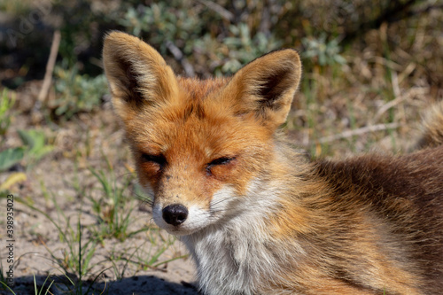 red fox vulpes © Willem