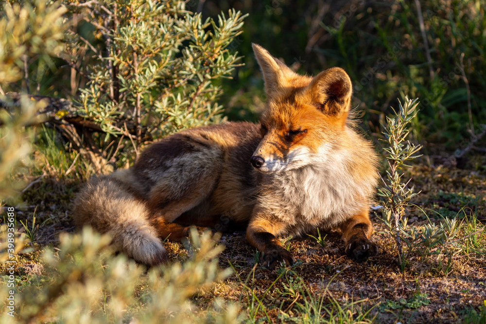 Fototapeta premium red fox in the wild