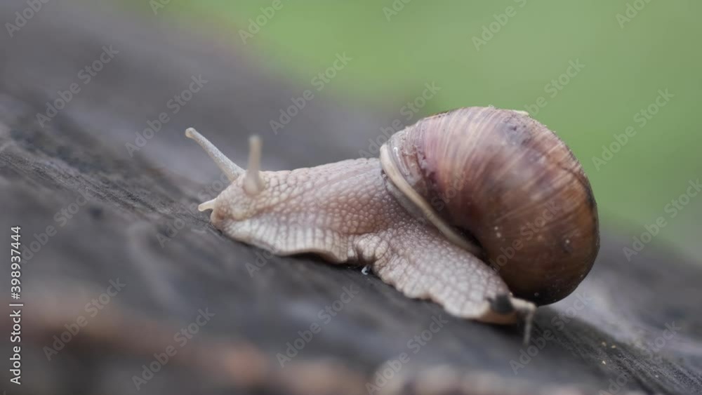 closeup of snail crawling by wet wooden surface under light rain, handheld footage closeup of snail crawling by wet wooden surface under light rain, handheld footage