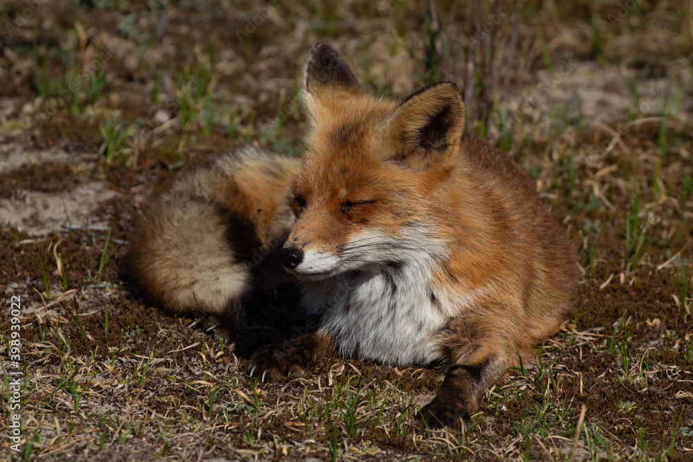 red fox vulpes