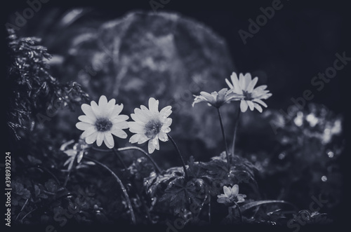 tiny white daisy flowr photo