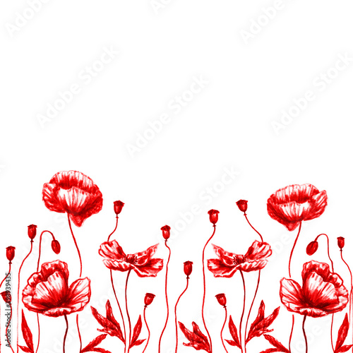 Red poppies pencil hand drawn frieze on white background